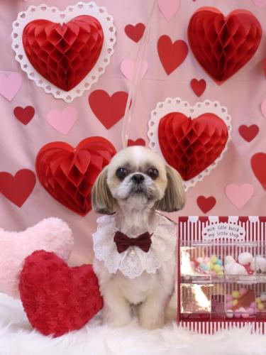 20240211ちょびくん